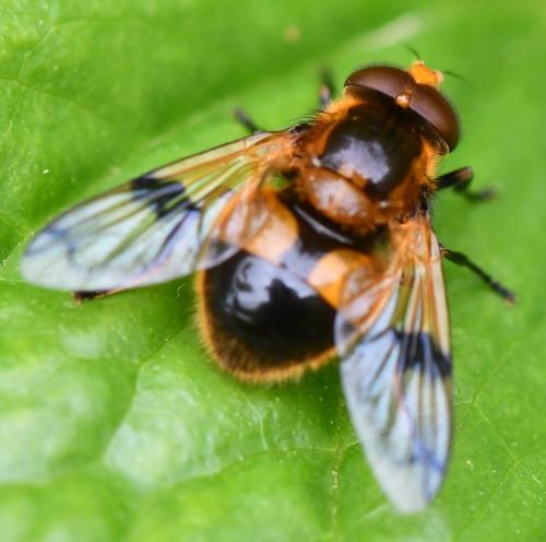 Volucella inflata